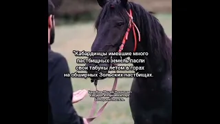 Карачаево Балкарские писатели о Кабардинской породе лошадей! #адыги #черкесы #кабарда #адыгэш