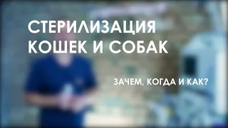 Зачем стерилизовать кошку и собаку? В каком возрасте можно делать?