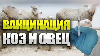 Вакцинация коз и овец. Ветеринар на ферме. Про вспышки оспы и бешенства.