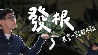 【Agave養龍攻略】收到龍舌蘭後該怎麼做!?發根技巧報你知!! How to Root Agave ?