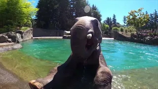 Asian Elephant Samudra Goes Watermelon Bowling