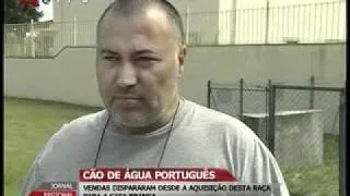 CAO DE ÁGUA PORTUGUES - VENDAS DISPARARAM DESDE A AQUISIÇÃO DESTA RAÇA PARA A CASA BRANCA