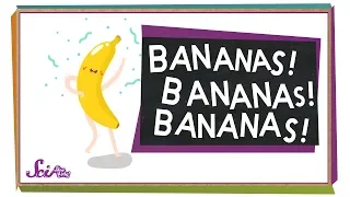 Where Do Bananas Come From? | Botany for Kids