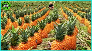 The Most Modern Agriculture Machines That Are At Another Level,How To Harvest Pineapples In Farm▶9