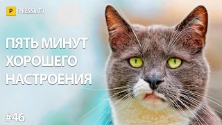 Смешные видео приколы - март 2017