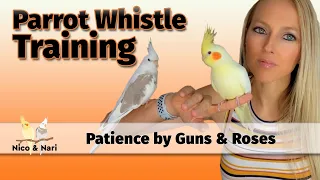 Patience by Guns and Roses - Parrot Whistle Training