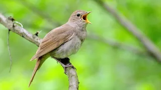 Mendelssohn - Die Nachtigall