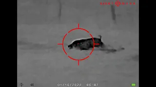 Big Wild Boar down with the SightMark Wraith Mini Thermal 2-16x35