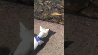 Raystown Lake feeding carp!