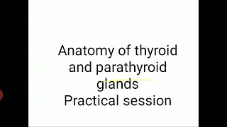 Anatomy of thyroid and parathyroid glands