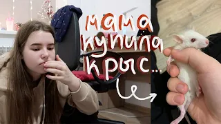 vlogmas #4 | мама купила внезапно крыс