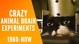 Terrifying Animal Experiments | Brain Computer Interfaces