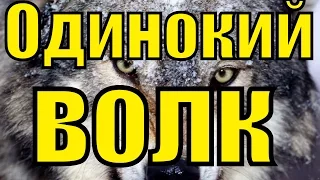 Песня шансон Одинокий волк Виталий Цаплин Блатной удар блатные песни