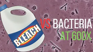 Bleach vs Bacteria under the Microscope -  The Best Cleaning Product?