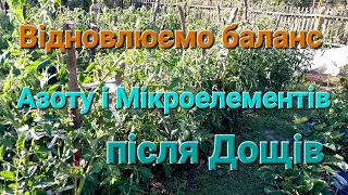 Обов'язкове підживлення Помідорів після проливних Дощів@Dacha_Sad_Gorod