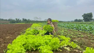 Poor girl harvests lettuce at the end of the season, sells and buys carrots