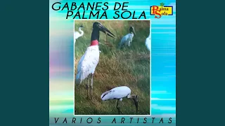 Vuelve A Colear El Gabán