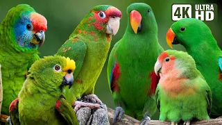 MOST AMAZING GREEN PARROTS | COLORFUL BIRDS | RELAXING SOUNDS | STUNNING NATURE | STRESS RELIEF