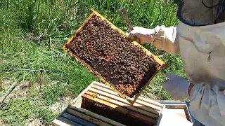 oğula giden arıyı nasıl engelledik