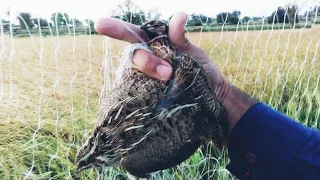 Amazing quail hunting | rat k liye zabrdast awaz | بٹیر کا شکار اور زبردست آواز