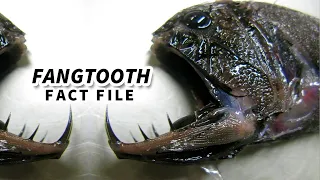 Fangtooth Facts: a FREAKY FISH 🐟 Animal Fact Files