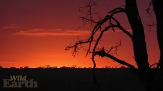 WildEarth - Sunrise Safari - 23 July 2020