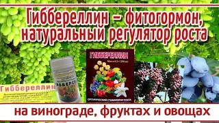 Гиббереллин: определение, функция, структура и использование. Применение гиббереллина на винограде.