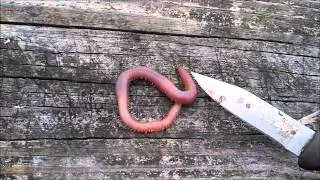 Blood Worms Bite