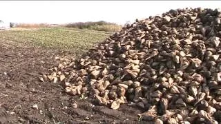 Pannon Gazda - 2014.10.10. - Cukorrépaszedés - Fóliasátras növénytermesztés