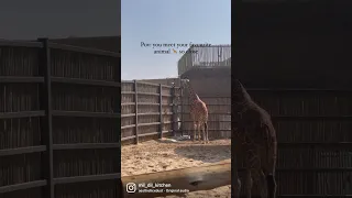 Tallest Animal in the world | Dubai Safari | Dubai Safari park | Dubai visit | must visit places UAE