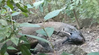 Brutally Komodo Dragon Swallow alive Piglets