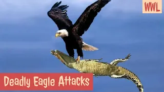 Most deadly Eagle Attacks on 2020