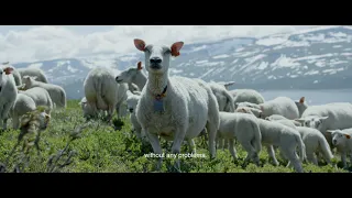 lavalan - sheep farmer in Norway - Norwegian wool