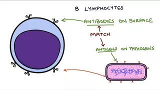 Understanding the Cells of the Immune System