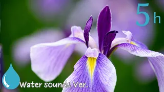 Relaxing Piano Music 🌿 Japanese Iris Garden, Relaxing Music, Relax, Massage, Focus, Study　 ヒーリングピアノ