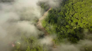 Danum Valley Aerial Footage