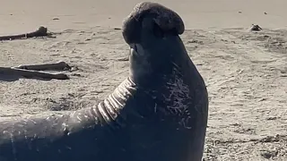 Elephant Seals of San Simeon