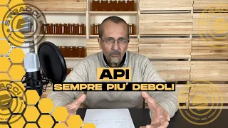 Perché le api si sono indebolite nel corso del tempo?