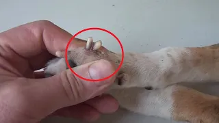 Когда ветеринары увидели этого щенка, они УЖАСНУЛИСЬ такое видят впервые❗