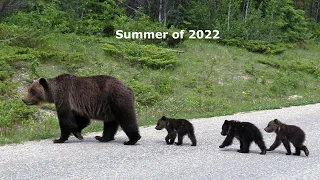 Spring Grizzly Cubs Looking Good into their 3rd Year