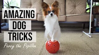 Amazing Dog Tricks // Percy the Papillon Dog