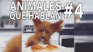 ANIMALES QUE HABLAN #4 🤣 CARLOS ROCA @carlosrocalocutor