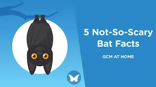 5 Not-So-Scary Bat Facts