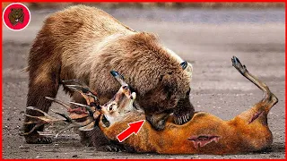 15 Brutal Moments When Bears Hunt Mercilessly | Grizzly Bear Attack