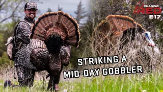 Striking A FIRED UP Mid-Day Gobbler, The Perfect Spring Hunt #hunting #turkeyhunting