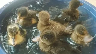 Garmi ! Aj Ducklings Ko Pool Me Nehlaia #chicks #chozay #ducklings #duck #petsvlog #minizoo #petvlog