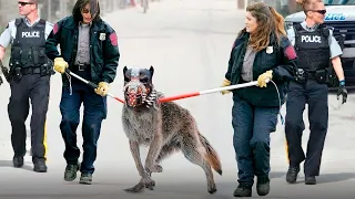 É POR ISSO QUE ESTE CACHORRO É 100 VEZES MAIS PERIGOSO QUE UM LOBO