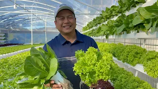 Amazing Hydroponics Farm Near Baguio City (with English subtitle) | Nars Adriano