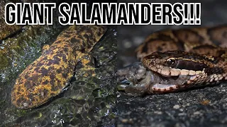 Searching for Giants in Japan: Japanese Giant Salamanders in the Wild!