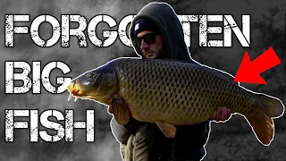 The lake I had forgotten about - HOLDS BIG CARP